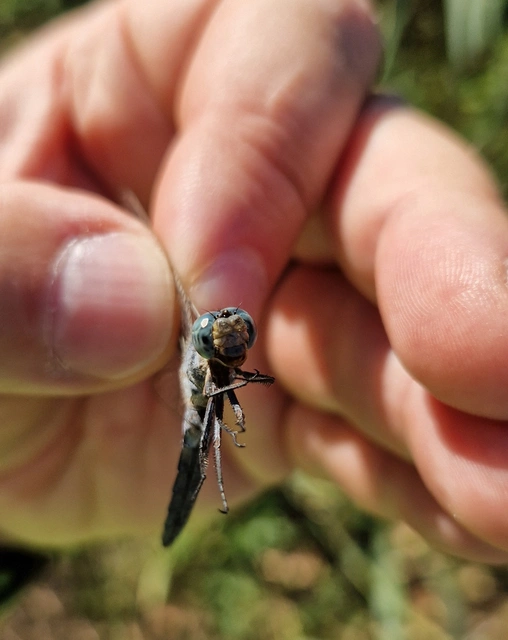 Orthetrum coerulescens - karcsú pásztorszitakötő