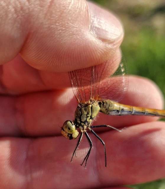 Sympetrum sanguineum - vörös katona-szitakötő