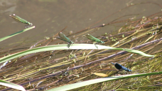 Calopteryx splendens - sávos szitakötő