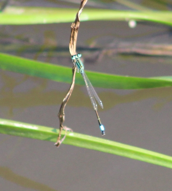 Ischnura elegans pontica - kéköves légivadász