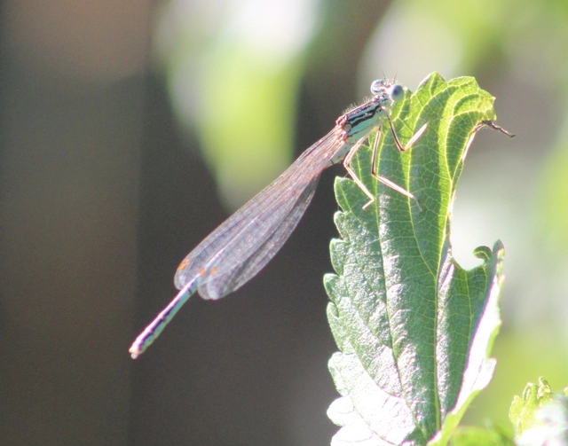 Platycnemis pennipes - széleslábú szitakötő
