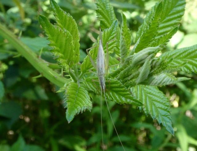 Oecanthus pellucens - pirregőtücsök