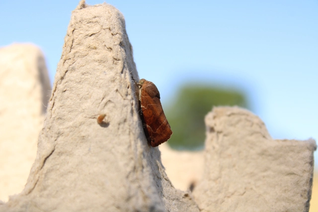 Cosmia affinis - barna lombbagoly