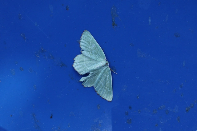 Thalera fimbrialis - csipkésszélű zöldaraszoló