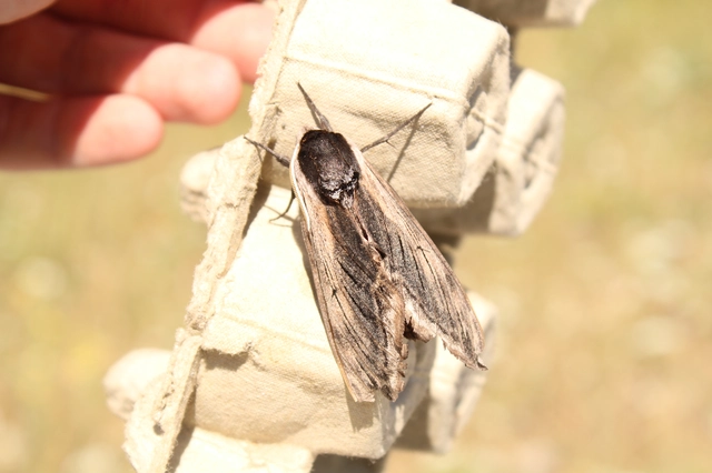 Sphinx ligustri - fagyalszender