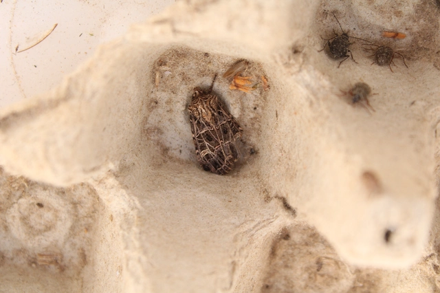 Heliophobus reticulata - fehéreres kertibagoly