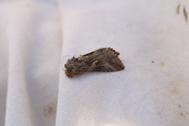 Autographa gamma - gammalepke