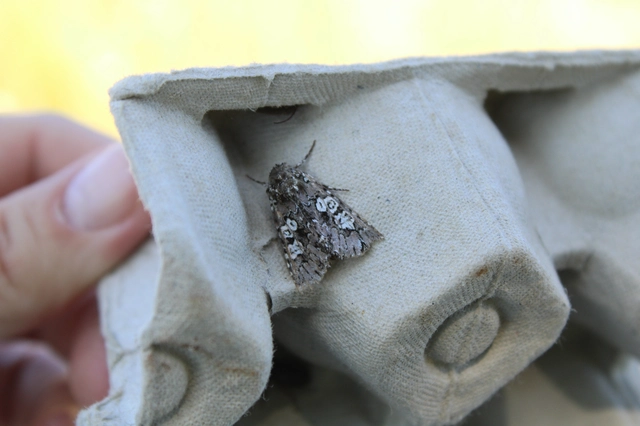 Lamprosticta culta - hármasfoltú bagoly