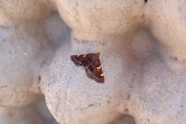 Pyralis regalis - pompás fényilonca