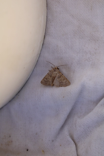 Hoplodrina respersa - bogáncs-selymesbagoly