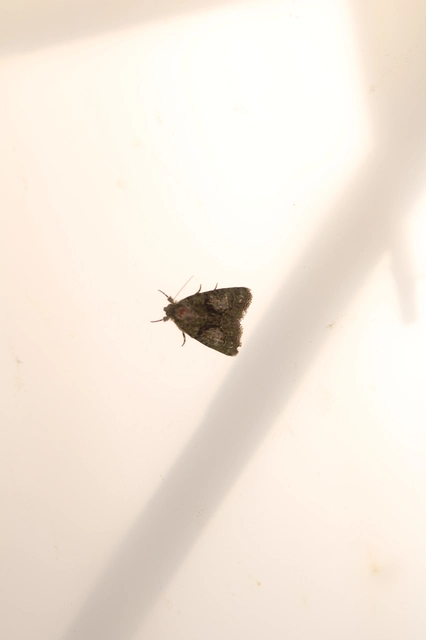 Cryphia algae - sárgászöld zuzmóbagoly