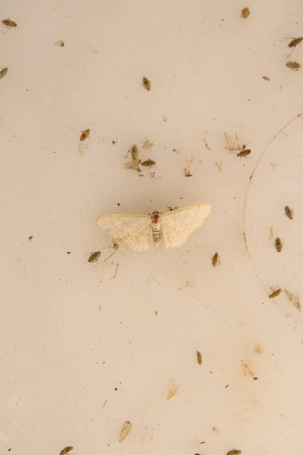 Idaea deversaria - egyszínű sávosaraszoló