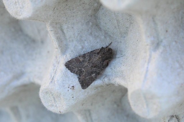 Lacanobia amurensis - homoki kertibagoly