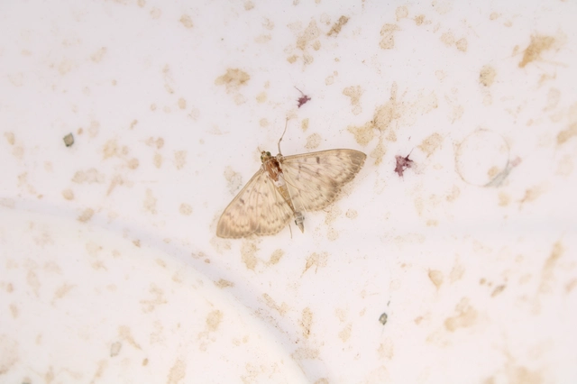 Patania ruralis - csalánevő tűzmoly