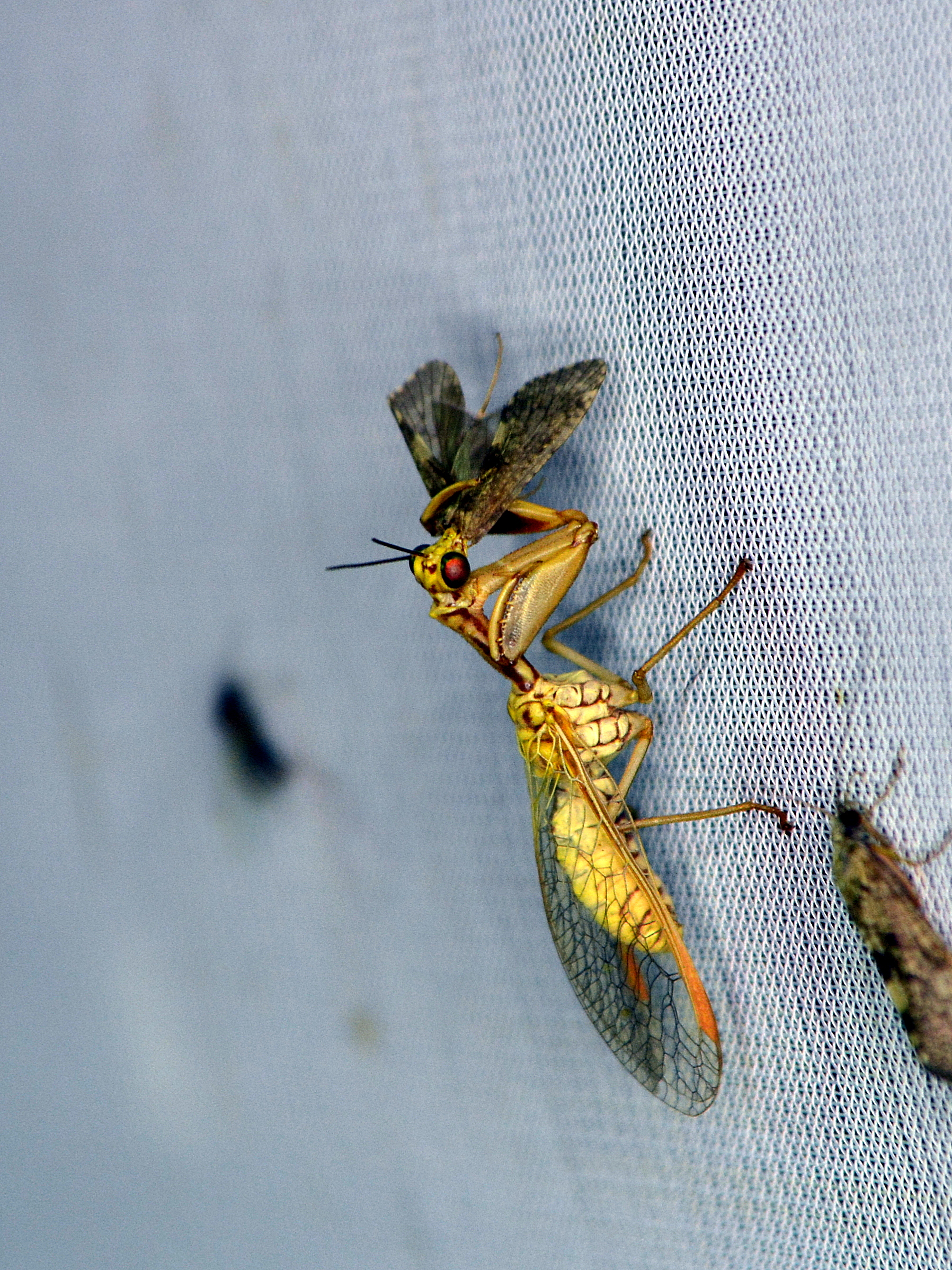 Mantispa aphavexelte - mediterrán fogólábú-fátyolka
