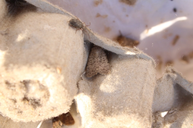 Hoplodrina respersa - bogáncs-selymesbagoly