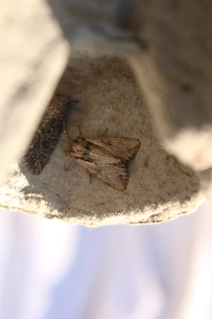 Chloantha hyperici - orbáncfű-sugarasbagoly