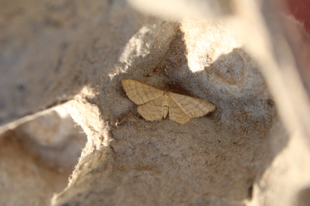 Idaea serpentata - kis sávosaraszoló