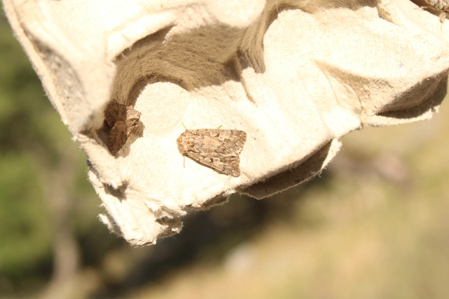 Dichagyris forcipula - szürkésbarna földibagoly