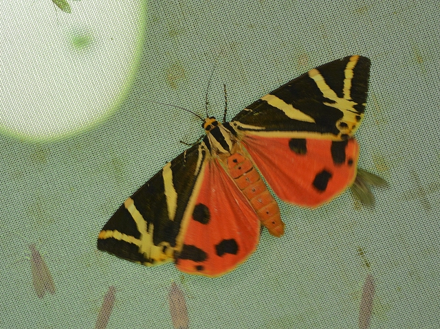 Euplagia quadripunctaria - csíkos medvelepke