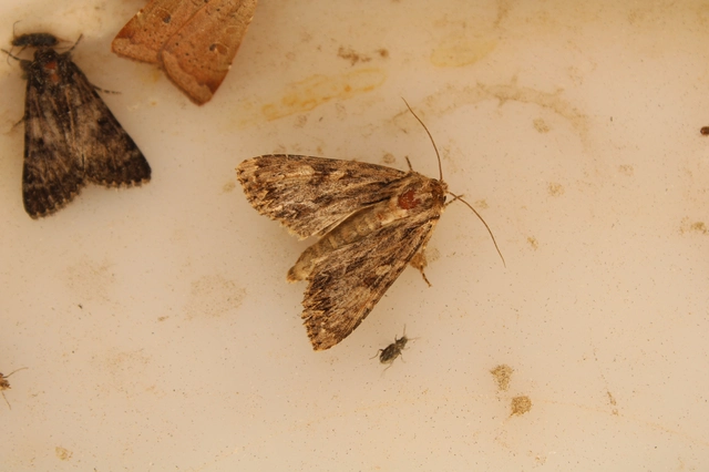 Apamea monoglypha - nagy dudvabagoly