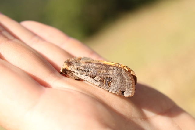 Noctua pronuba - nagy sárgafűbagoly