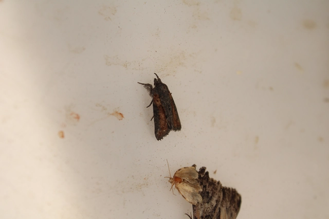 Bryophila raptricula/felina