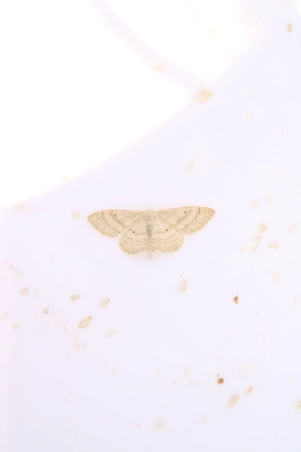 Idaea deversaria - egyszínű sávosaraszoló