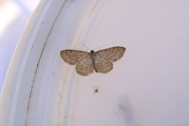 Idaea rufaria - vörhenyes sávosaraszoló