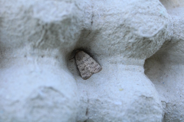 Hoplodrina respersa - bogáncs-selymesbagoly