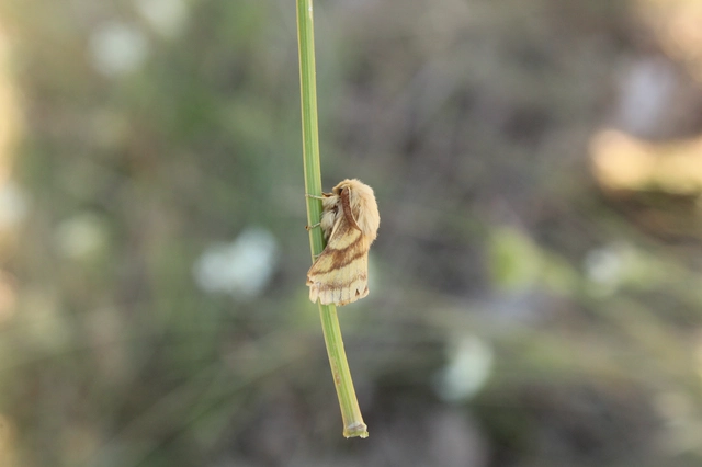 Malacosoma castrensis - kutyatejszövő