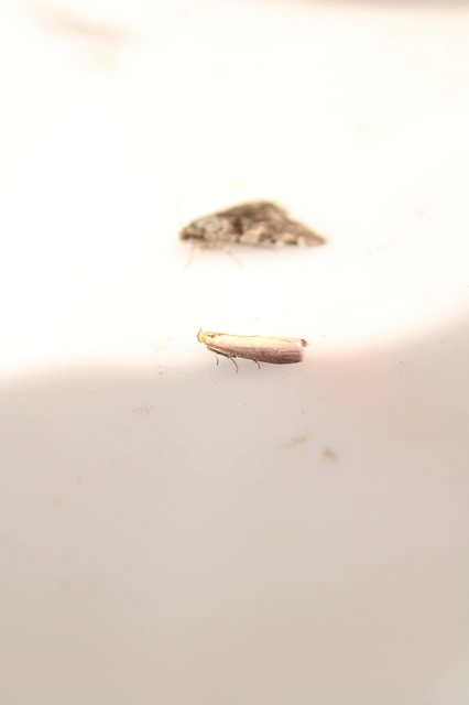 Oncocera semirubella - lucernamoly