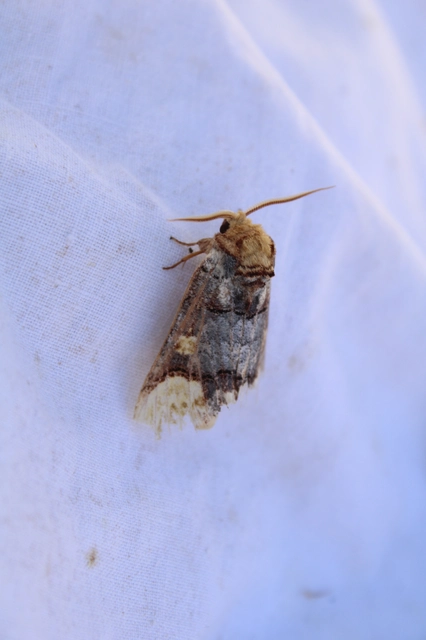 Phalera bucephaloides - magyar púposszövő