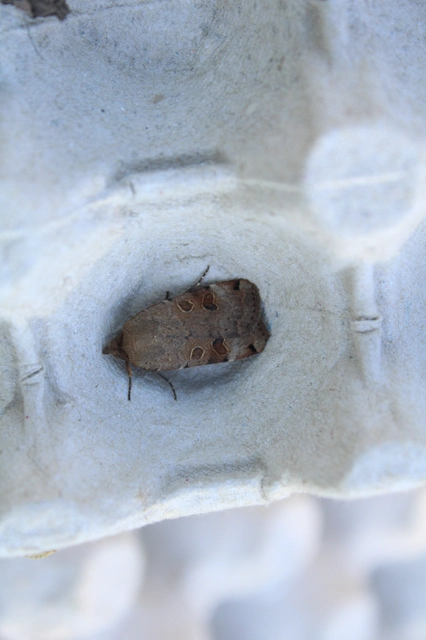 Noctua interposita - köztes sárgafűbagoly
