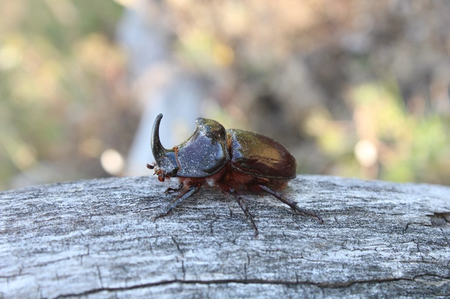 Oryctes nasicornis - orrszarvú bogár