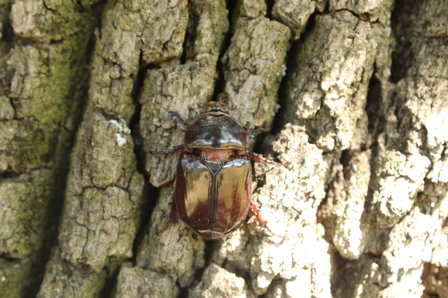 Oryctes nasicornis - orrszarvú bogár