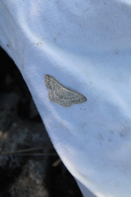 Scopula marginepunctata - pettyes sávosaraszoló