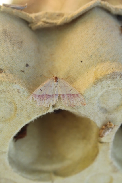 Rhodostrophia vibicaria - pirosszélű araszoló