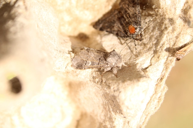 Drymonia querna - tölgyfa-púposszövő