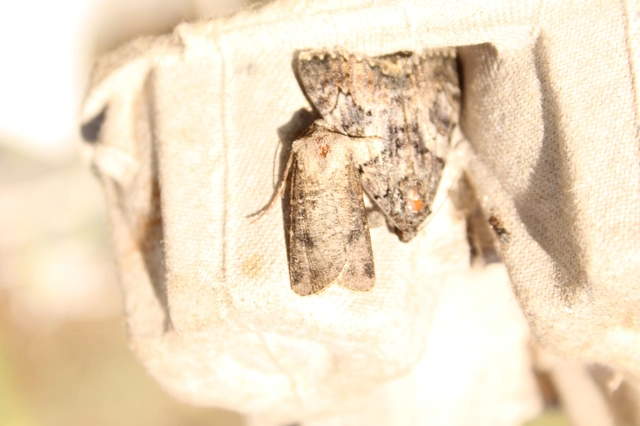 Agrotis clavis - zömök földibagoly