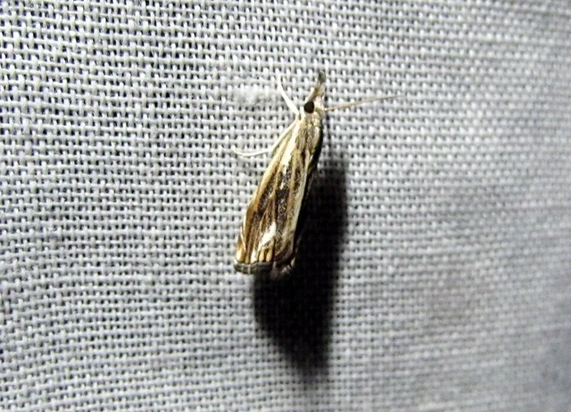 Catoptria verellus - kormos fűgyökérmoly