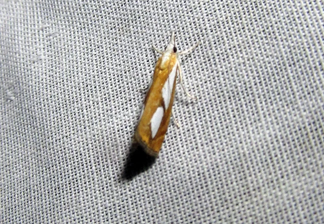 Catoptria pinella - ezüstös fűgyökérmoly