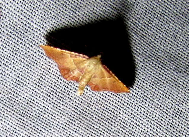 Endotricha flammealis - tüzesszárnyú fényilonca