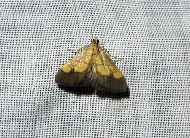 Evergestis limbata - közönséges dudvamoly