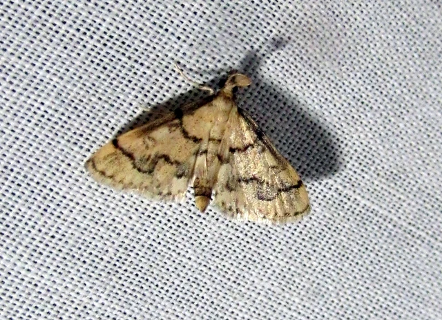 Metasia ophialis - kígyósávos tűzmoly