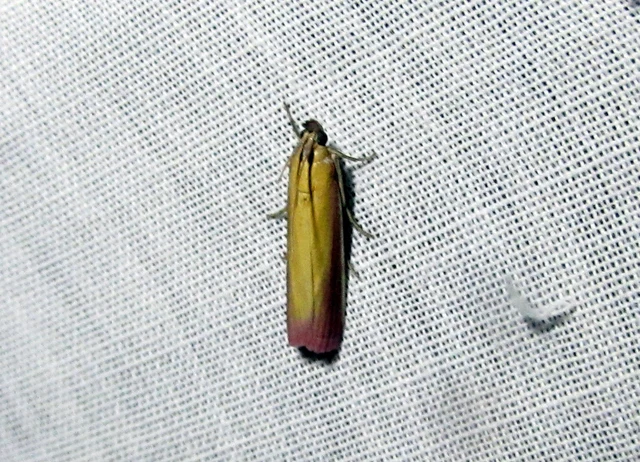 Oncocera semirubella - lucernamoly
