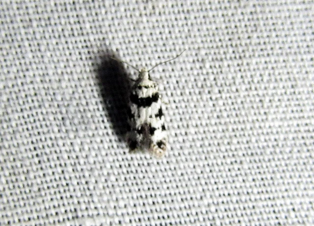Pseudotelphusa scalella - moharágó sarlósmoly