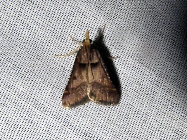 Stemmatophora brunnealis - barna fényilonca