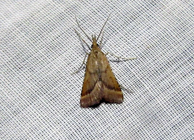 Synaphe punctalis - hosszúlábú fényilonca
