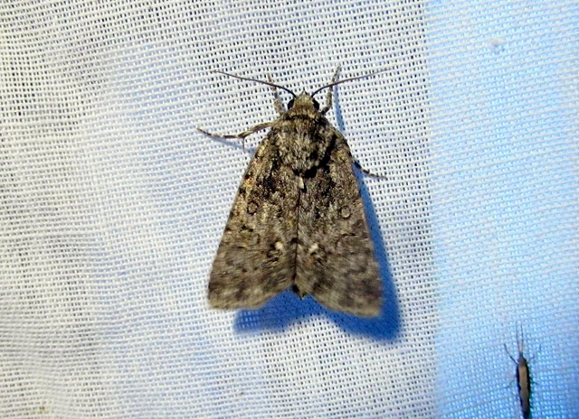Acronicta rumicis - sóska-szigonyosbagoly